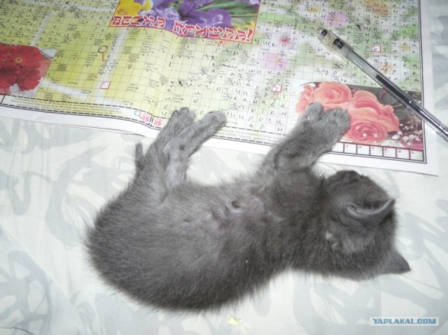 Котовторник (10.01.2012)