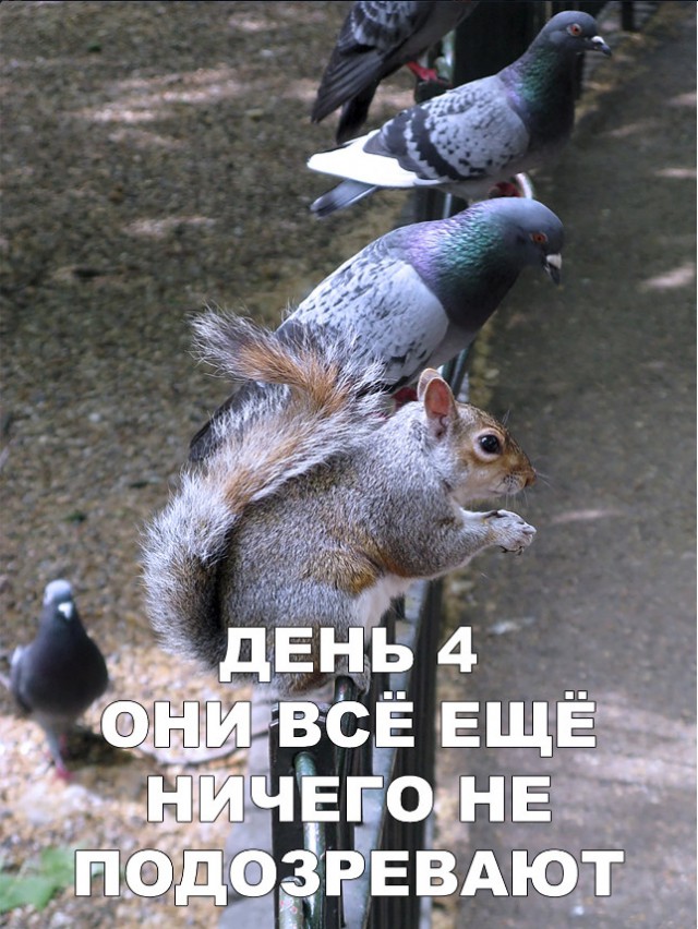 Милые животные. Мимиметр сломался