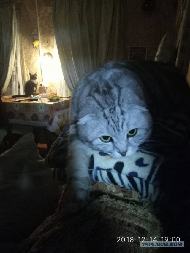Еще одного кота пост..