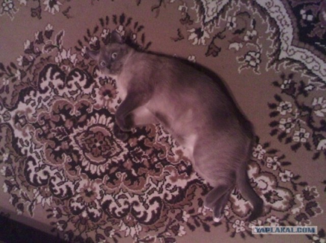 Котовторник 22.05.2012