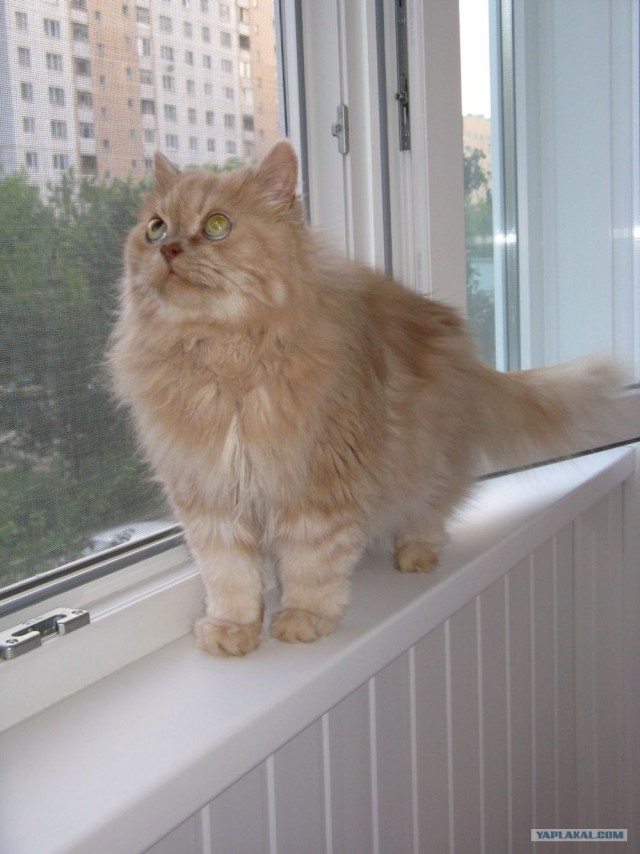 Котовторник 10. 07. 2012