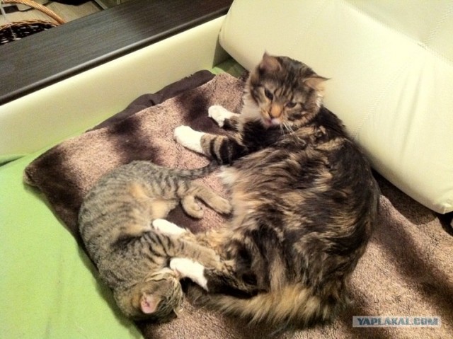 Котовторник  16.10.12
