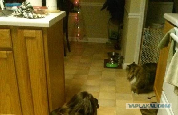 Не простое фото, а золотое