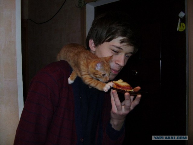 Котовторник 12.02.13