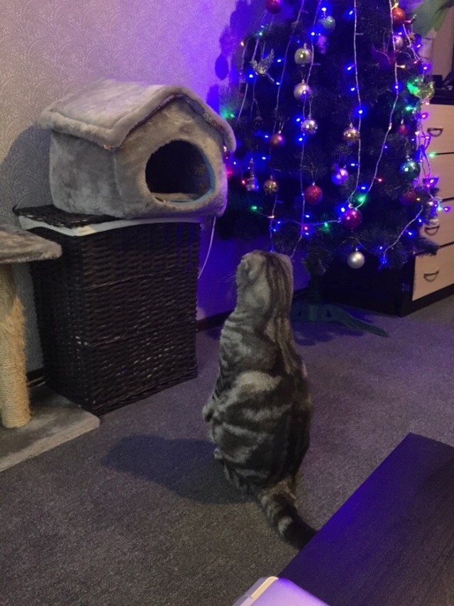 Прикольных котов пост