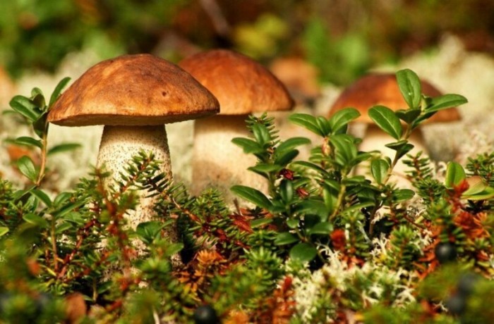 5 самых опасных грибов в России.