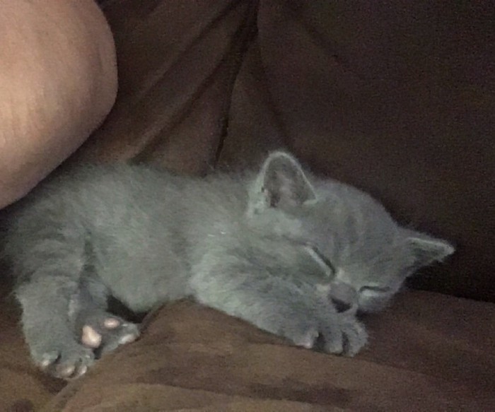 Девять причин, почему вам срочно надо завести кота