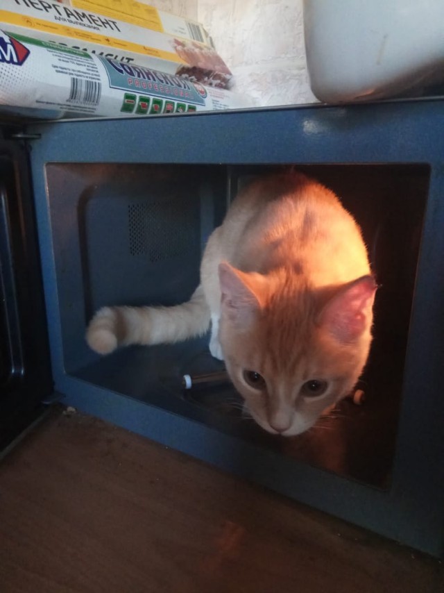 Девять причин, почему вам срочно надо завести кота