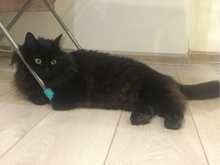 Котовторник