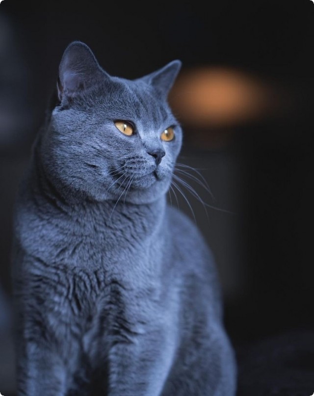 Котофеев пост
