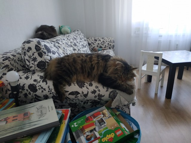 Котовторник