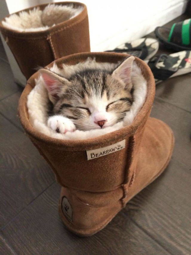 Котовторник. Тара - наше всё!
