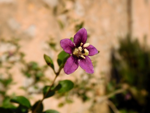 #ЯПовар. Торт «Когда в доме ничего нет»