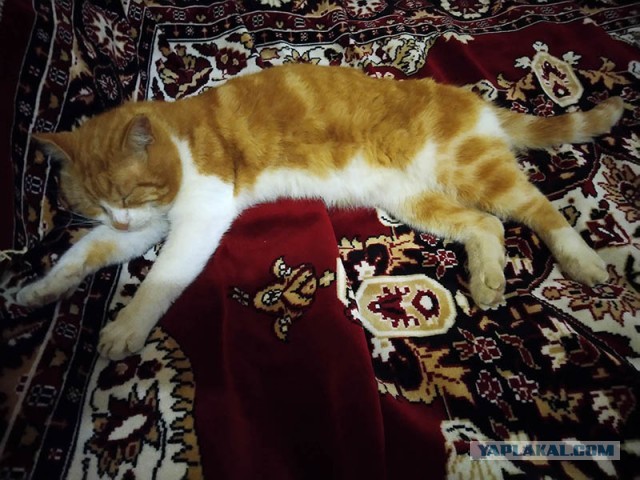 Новогодний подарок