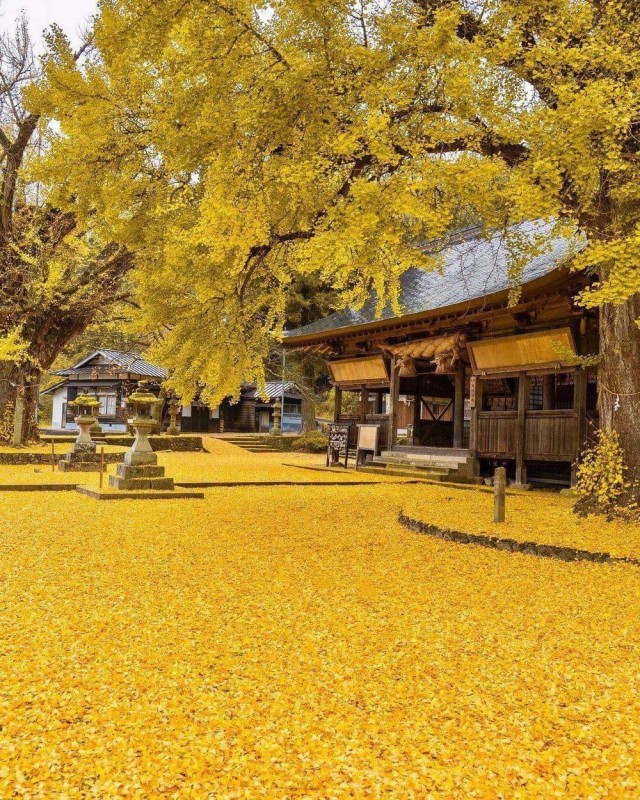 Фотосалат и картинки