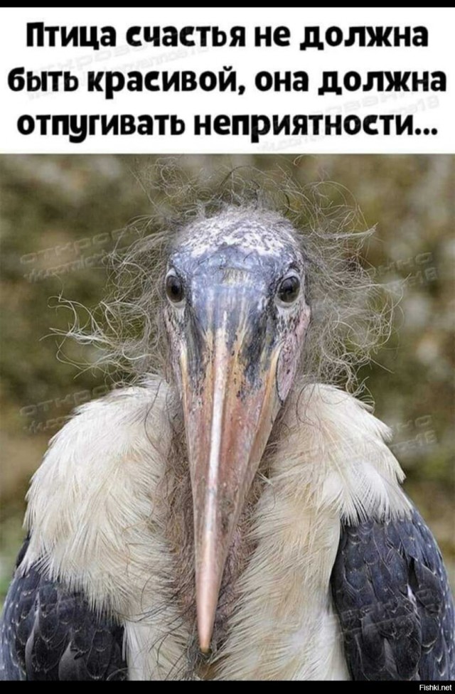 Фотосалат и картинки