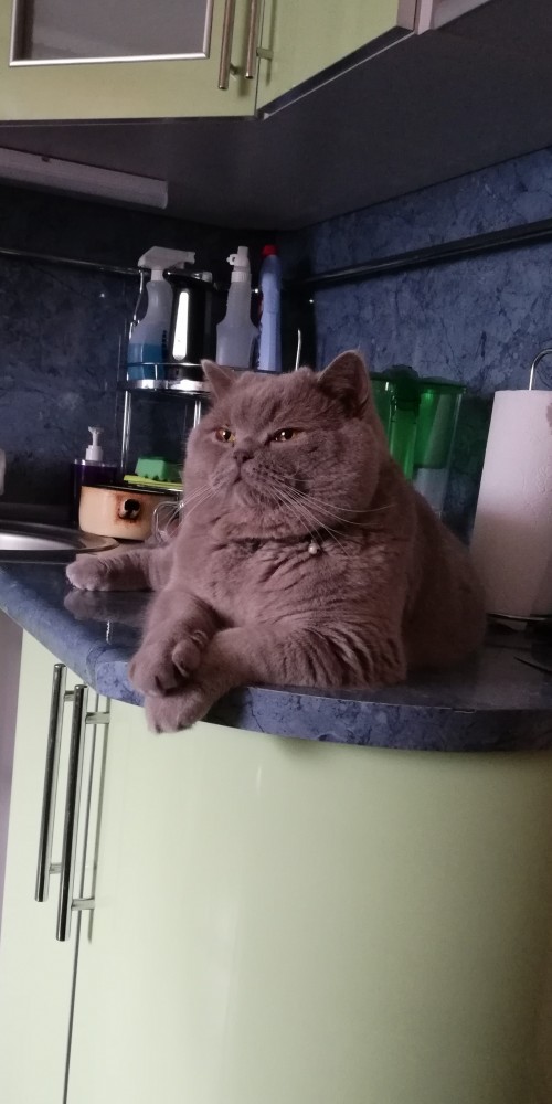 Котовторник же!