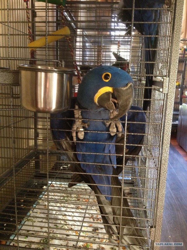 Попугай любит массаж