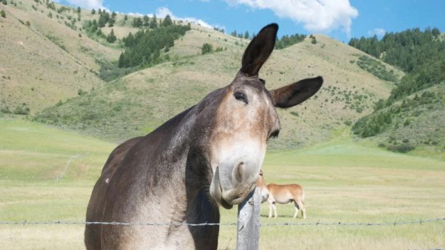 Мул: Самый древний гибрид. Зачем скрещивают ослов и лошадей, если их потомство бесплодно?