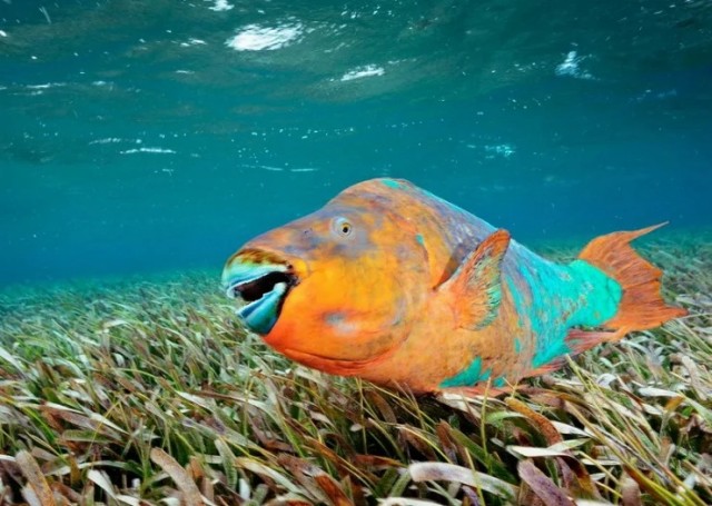 Рыба-попугай: Спит в густом скафандре из слизи, её клюв крошит кораллы, а выделения создают песок