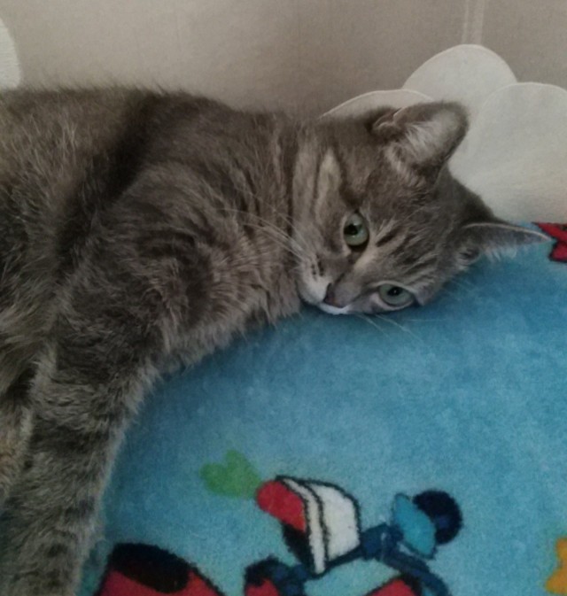А котовторник уже начался?