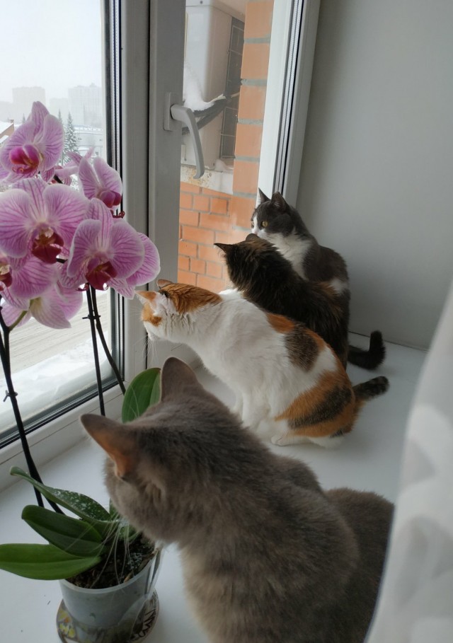 Котовторник 11.01.22