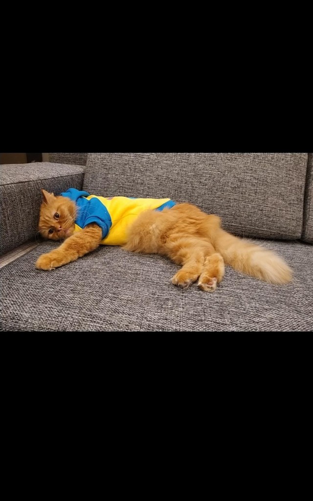 Ну, поехали в котоввторник!