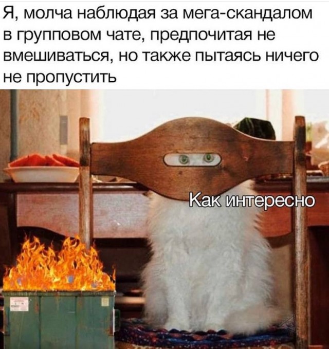 Забавные и веселые картинки