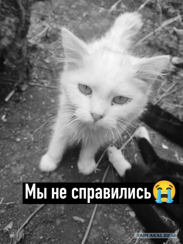Котики в беде