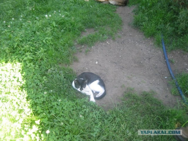Жизнь домашнего приюта для котеек 408