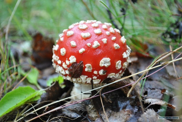 Трекинг по Ловозерским тундрам