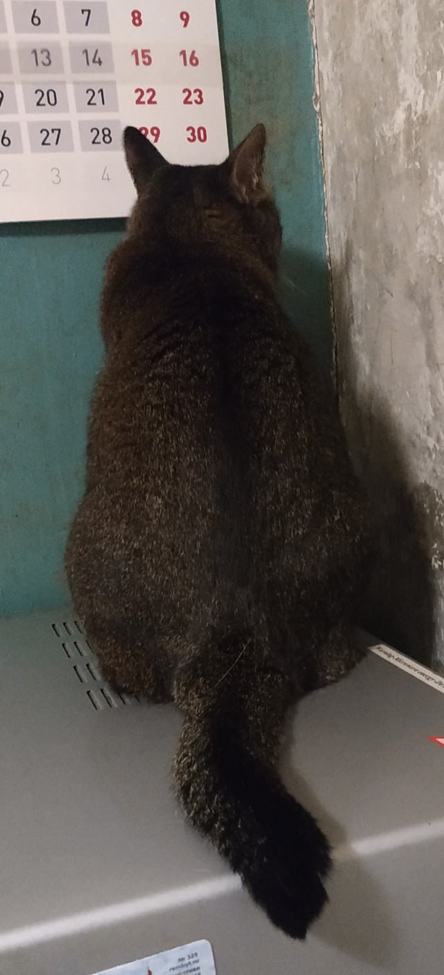 Зверье