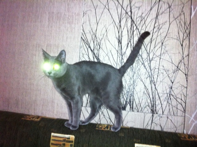 Котовторник  19.03.2013