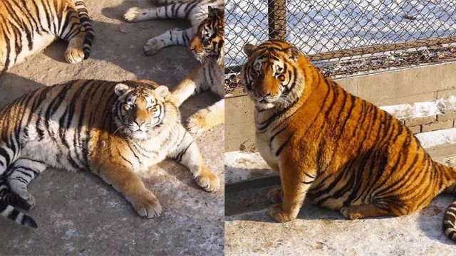 Кошек развелось