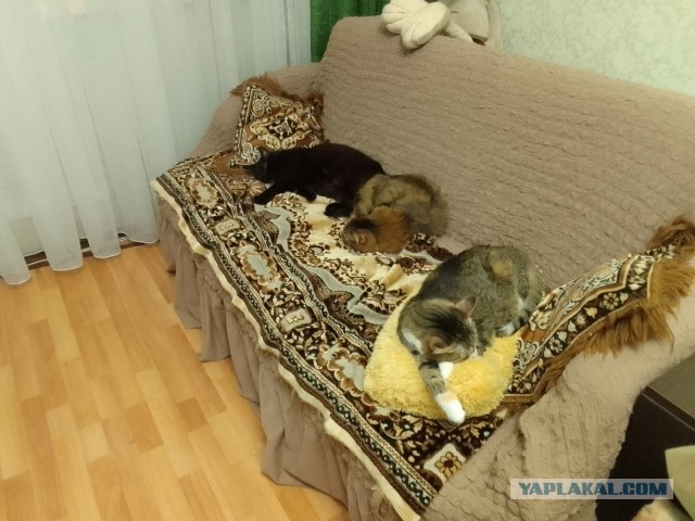 История одного котенка
