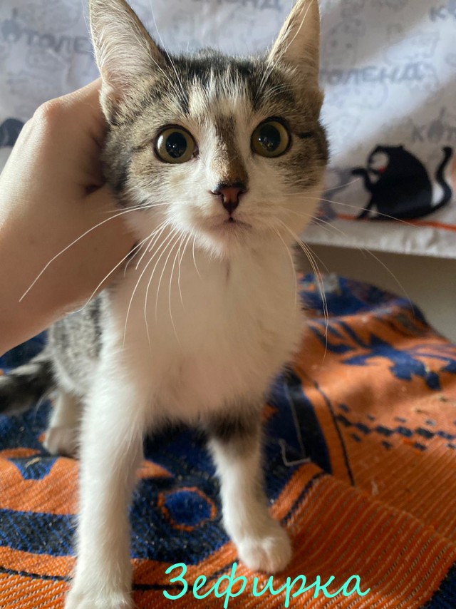 Жизнь домашнего приюта "Котоленд" 374