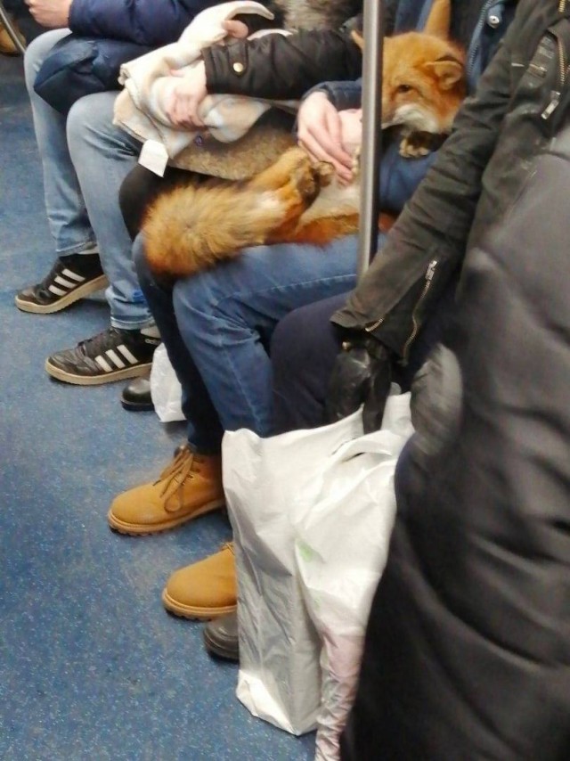 Самый хитрый пассажир московского метро