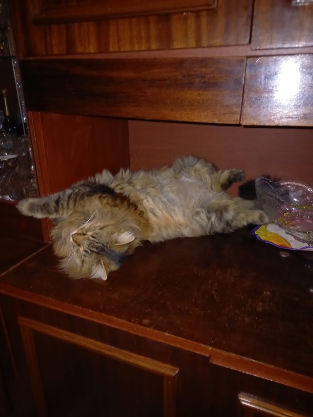 Котячьих потягушечек вам в ленту!