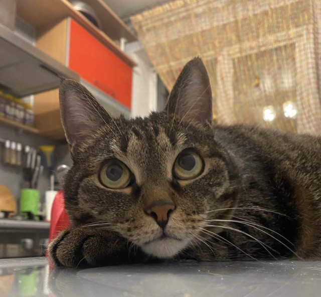 Котовторник