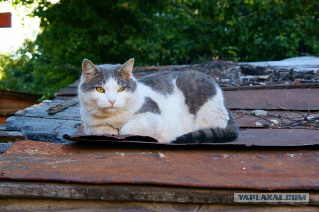 Котовторник 16.04.2013
