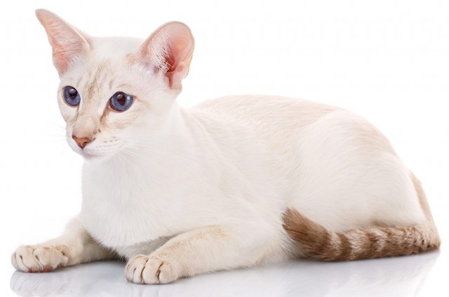 Эти кошки упрямее барана: ТОП-7 пород со скверным характером