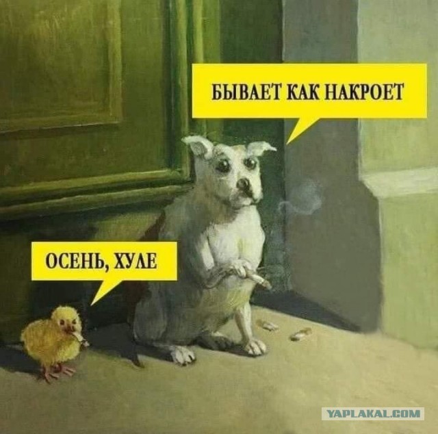Хозяйство у жениха маленькое, жену не найдет!