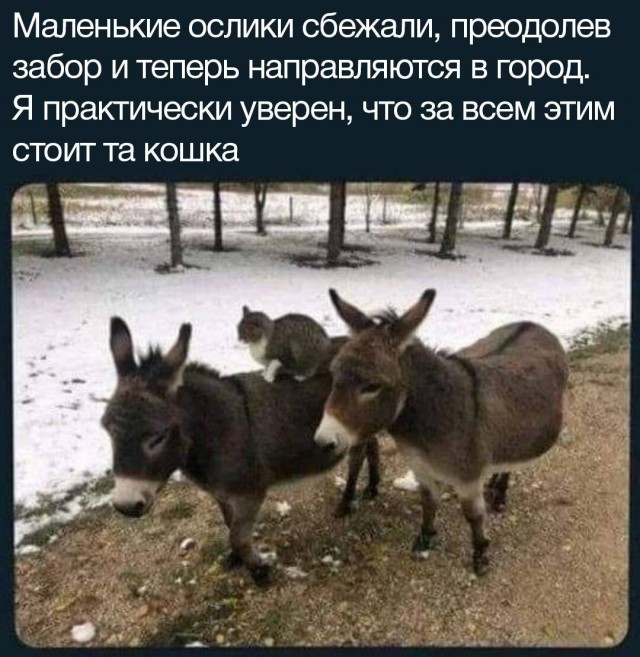 Просто картинки