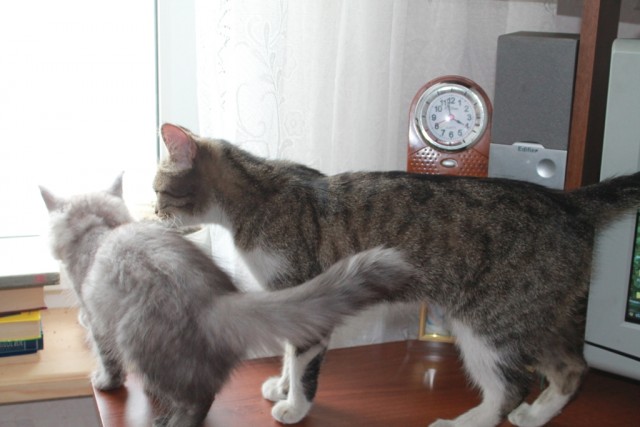 Котовторник  07.05.2013