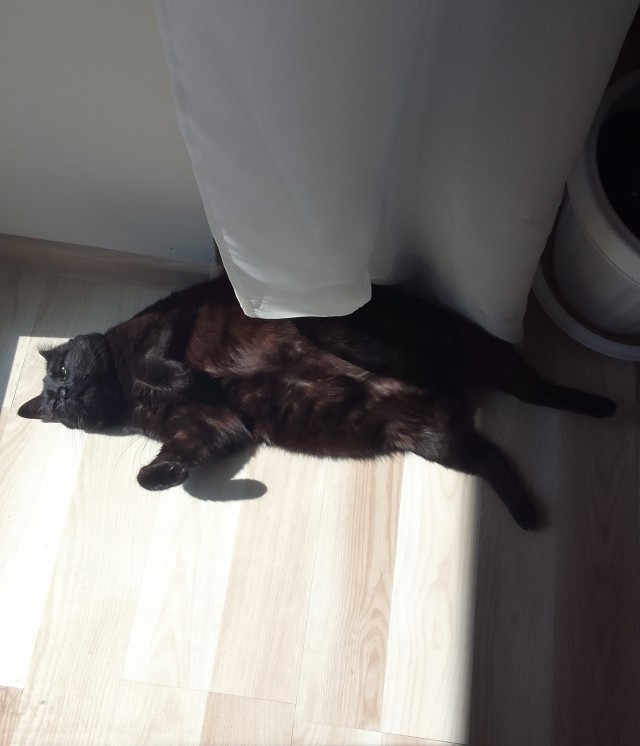 Толстые коты