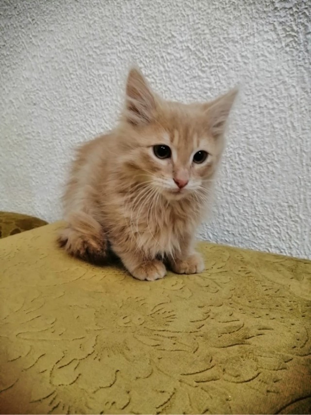 Не ты выбираешь кошку, кошка выбирает тебя