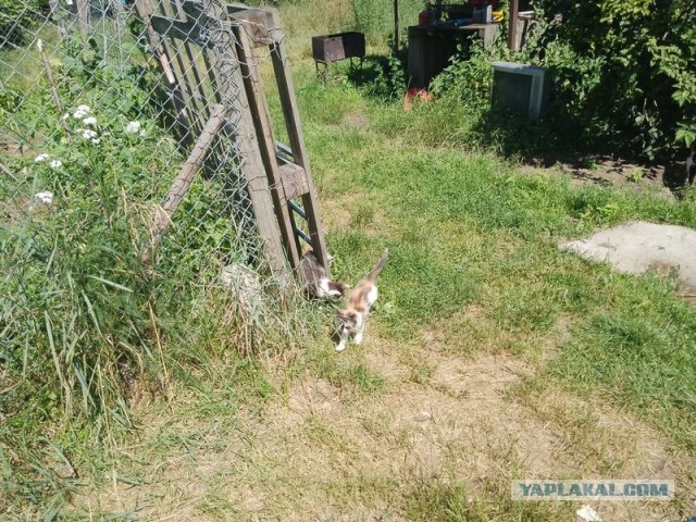 Жизнь домашнего приюта для котеек 503