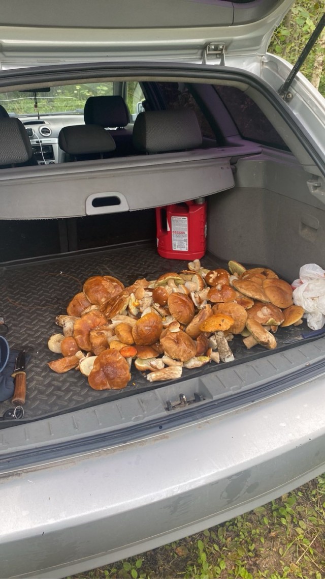 Грибоскресенье