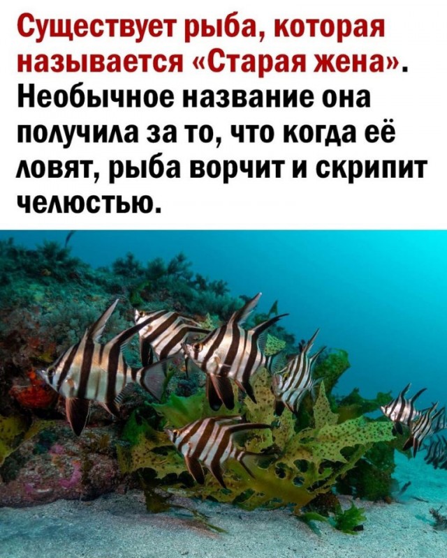 Так себе картинки 16.10.24