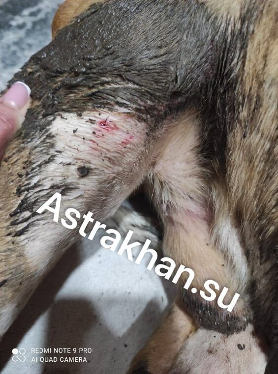 В Астрахани бродячие псы напали на стаффтерьера